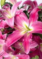 Imagen preview para Arreglo de Stargazer  - 4