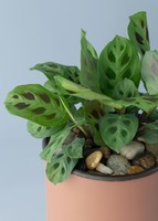 Imagen preview para Planta de la Oración en Maceta Naranja - 3