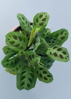 Imagen preview para Planta de la Oración en Maceta Naranja - 2