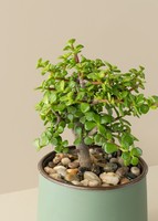 Imagen preview para Árbol de la Abundancia en Maceta Verde - 3