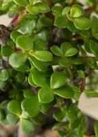 Imagen preview para Árbol de la Abundancia en Maceta Verde - 4