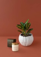 Imagen preview para Planta de la Buena Energía con Vela Círculo de Hadas - 1