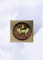 Imagen preview para Caja Disney Toy Story - 5