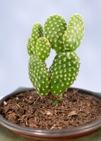 Imagen preview para Caja Disney Toy Story - 6