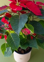 Imagen preview para Noche Buena en caja - 2