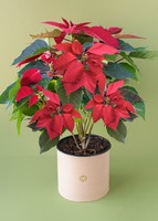 Imagen preview para Noche Buena en caja - 1