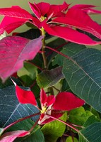 Imagen preview para Noche Buena en caja - 3