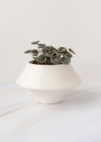 Imagen preview para Planta Cáscara de Nuez en Maceta Cerámica - 1