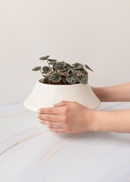 Imagen preview para Planta Cáscara de Nuez en Maceta Cerámica - 2