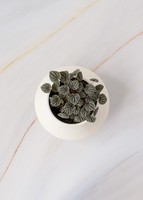 Imagen preview para Planta Cáscara de Nuez en Maceta Cerámica - 3