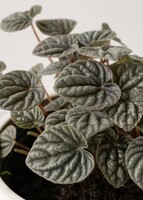 Imagen preview para Planta Cáscara de Nuez en Maceta Cerámica - 4