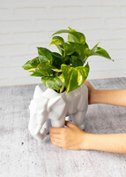 Imagen preview para Combo Chocolates con Globo y Planta - 4