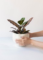 Imagen preview para Planta de la Buena Energía en Maceta Cerámica - 2