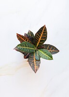 Imagen preview para Planta de la Buena Energía en Maceta Cerámica - 3