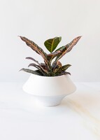 Imagen preview para Planta de la Buena Energía en Maceta Cerámica - 1