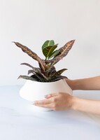 Imagen preview para Planta de la Buena Energía en Maceta Cerámica - 2