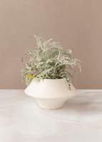 Imagen preview para Planta Dusty Miller en Maceta Cerámica - 1