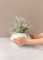 Imagen preview para Planta Dusty Miller en Maceta Cerámica - 2