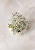 Imagen preview para Planta Dusty Miller en Maceta Cerámica - 3