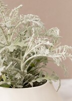Imagen preview para Planta Dusty Miller en Maceta Cerámica - 4