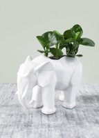 Imagen preview para Planta Peperomia en base de Elefante con Brownies - 3