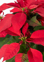 Imagen preview para Galletas Navideñas y Nochebuena - 5