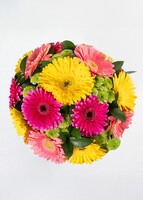 Imagen preview para Gerberas de Colores - 3