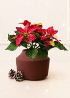 Imagen preview para Mini Nochebuena con Globo "Felices Fiestas" - 2