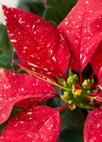 Imagen preview para Mini Nochebuena con Globo "Felices Fiestas" - 4