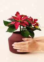 Imagen preview para Mini Nochebuena con Globo "Felices Fiestas" - 5