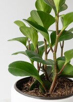 Imagen preview para "Happy Birthday" con Planta del Éxito en Maceta de Ceramica - 5