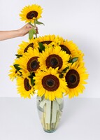 Imagen preview para Arreglo de 15 Girasoles - 2