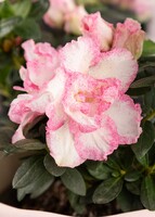 Imagen preview para Marco "Definición de Mamá" con planta Azalea - 4