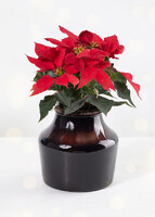 Imagen preview para Mini Nochebuena - 1