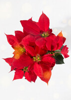 Imagen preview para Mini Nochebuena - 3