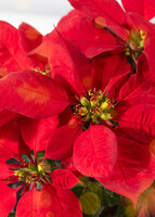 Imagen preview para Mini Nochebuena - 4