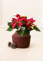 Imagen preview para Mini Nochebuena - 1