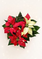 Imagen preview para Mini Nochebuena - 3