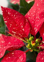 Imagen preview para Mini Nochebuena - 4