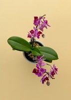 Imagen preview para Mini Orquídea Morada en Mini Base de Cerámica - 2