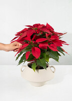 Imagen preview para Noche Buena con Globo "Felices Fiestas" - 2