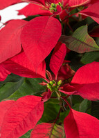 Imagen preview para Noche Buena con Globo "Felices Fiestas" - 4