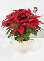 Imagen preview para Nochebuena con Polaroid - 1