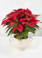 Imagen preview para Nochebuena en Maceta Cerámica - 1