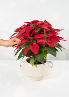 Imagen preview para Nochebuena en Maceta Cerámica - 2