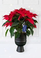 Imagen preview para Nochebuena en Maceta Cerámica - 1