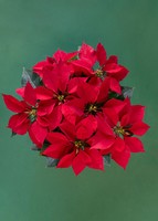 Imagen preview para Nochebuena en Maceta Cerámica - 3