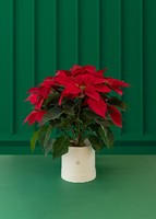 Imagen preview para Nochebuena roja en Caja - 1