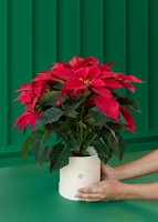 Imagen preview para Nochebuena roja en Caja - 2