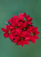 Imagen preview para Nochebuena roja en Caja - 3